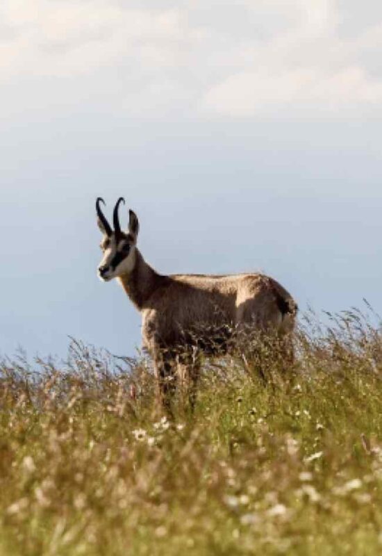 Alpine chamois