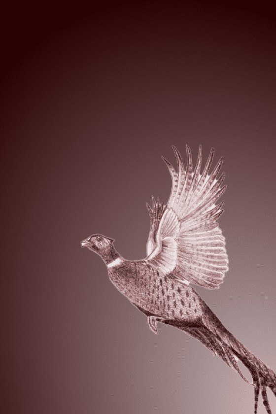 PHEASANT 1