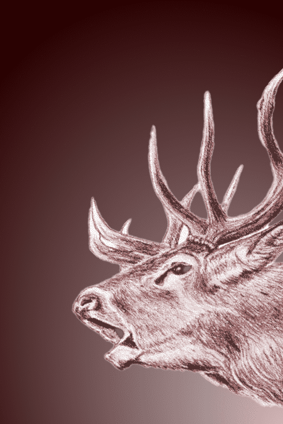 Red stag 1