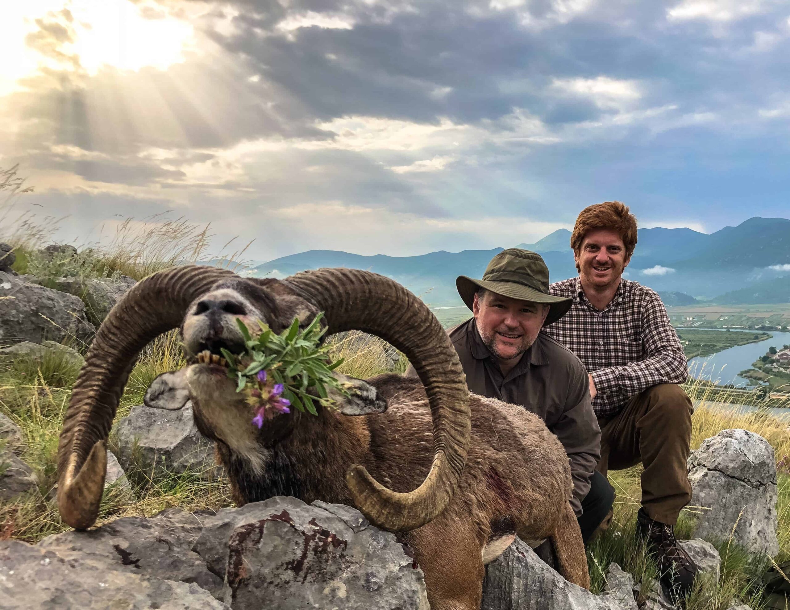 TROPHYHUNTING ITALIANSAFARI MUFLONSHEEP scaled