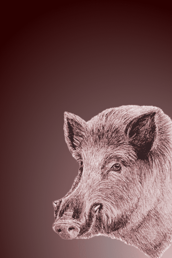 WILDBOAR 1