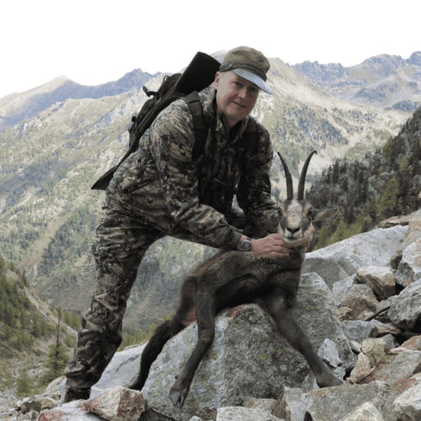 Alpine chamois hunted