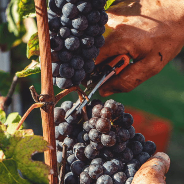 Barolo wine grape langhe group alpine classic safari