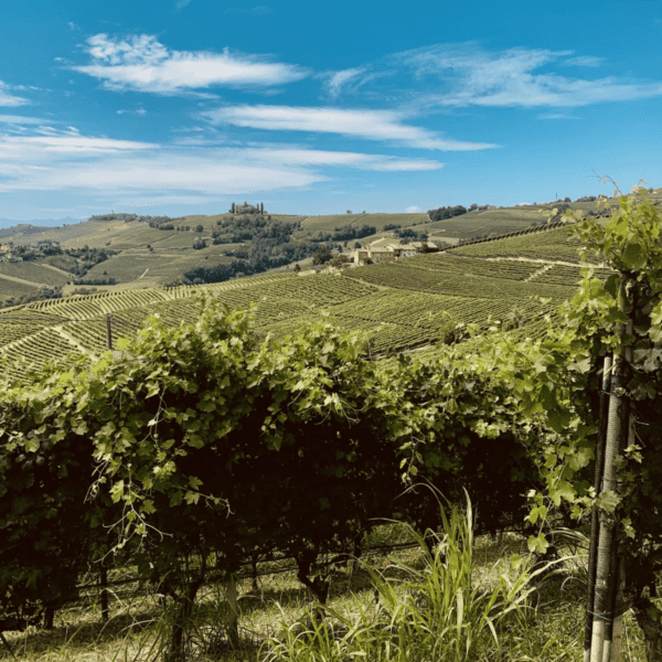 langhe landscape group alpine classic safari 1