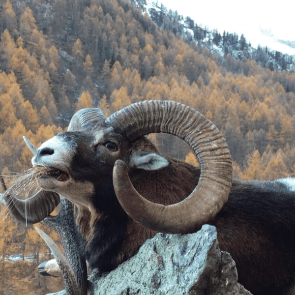 muflon sheep