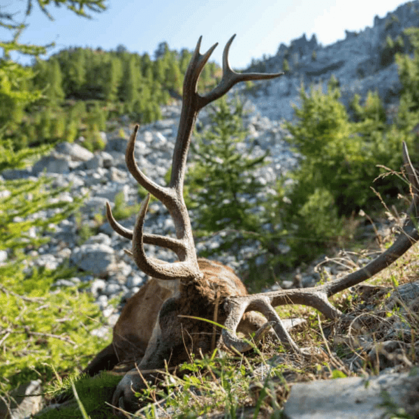 red stag trophy mountain