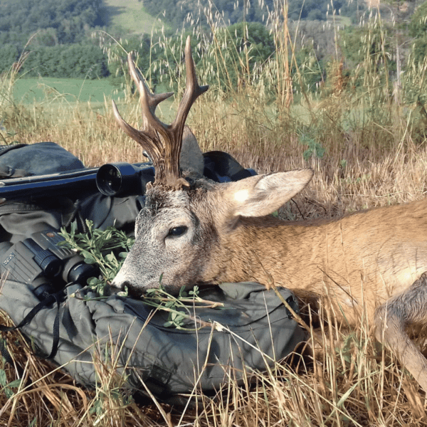 roe deer hunted