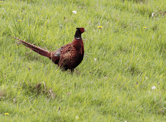 tour hunting pheasant italy