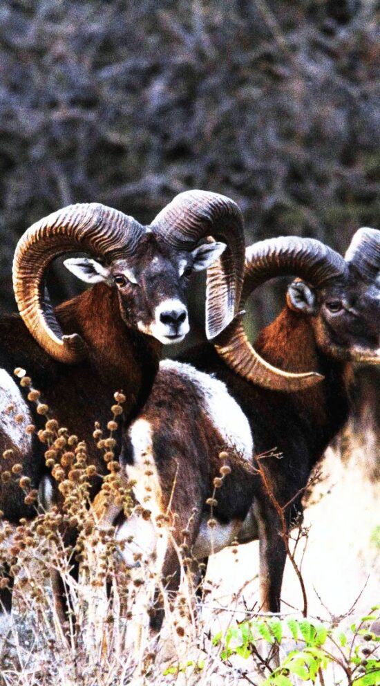 Mouflon Sheep hunting in Italy