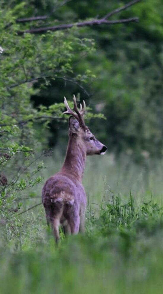 Roe Buck Hunting in Italy